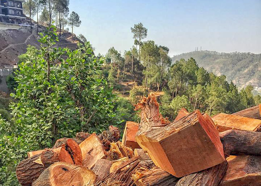 My Journey With Trees: Fascinating Photo Series By Dakshina Murthy